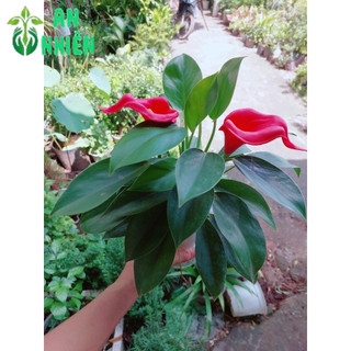 Chậu Trầu Bà Đế Vương Thuỷ Sinh(chậu nhựa)