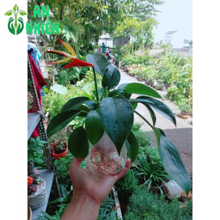 Chậu Trầu Bà Đế Vương Thuỷ Sinh(chậu nhựa)