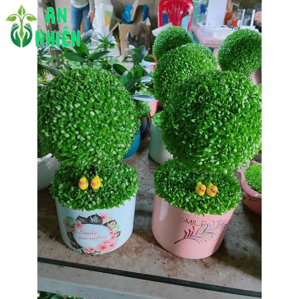 Chậu Cây May Mắn Hình Tròn (1 chậu cây)