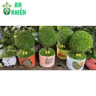 Chậu Cây May Mắn Hình Tròn (1 chậu cây)