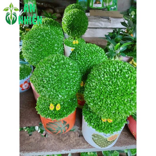 Chậu Cây May Mắn Hình Tròn (1 chậu cây)