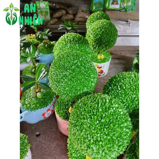 Chậu Cây May Mắn Hình Tròn (1 chậu cây)