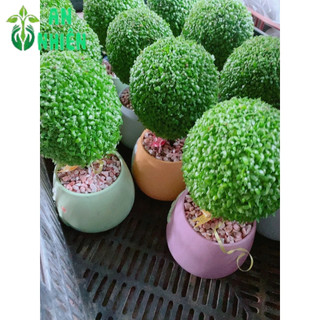 Chậu Cây May Mắn Hình Tròn (1 chậu cây)