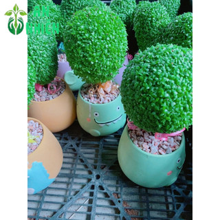 Chậu Cây May Mắn Hình Tròn (1 chậu cây)