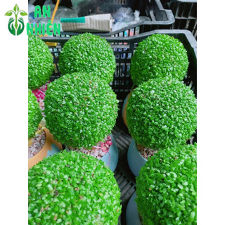 Chậu Cây May Mắn Hình Tròn (1 chậu cây)