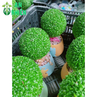 Chậu Cây May Mắn Hình Tròn (1 chậu cây)