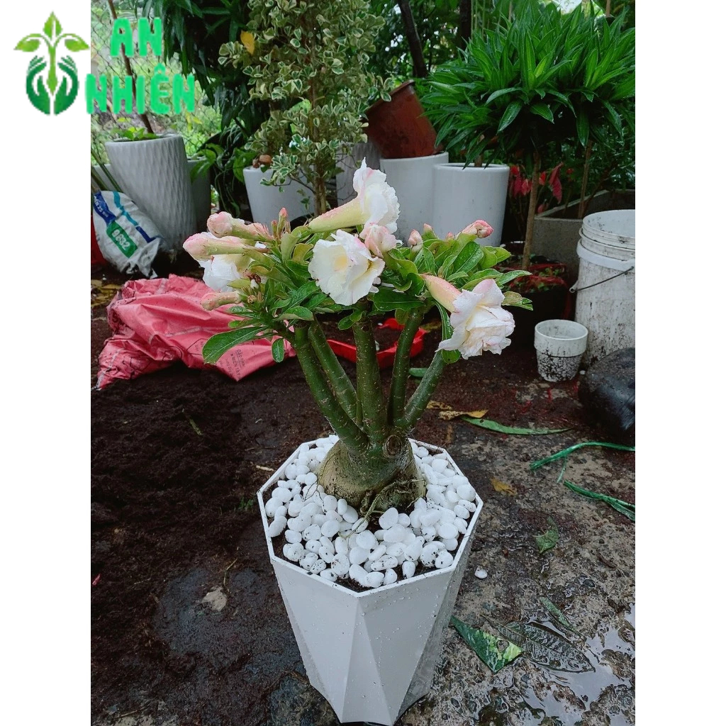 Chậu Cây Hoa Sứ Thái