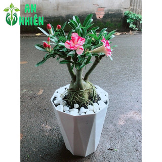 Chậu Cây Hoa Sứ Thái