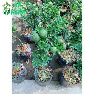 Cây Quýt Nhật
