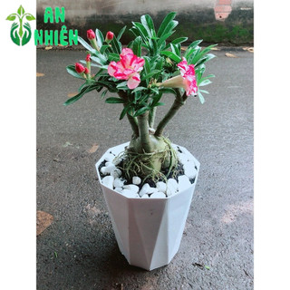 Chậu Cây Hoa Sứ Thái