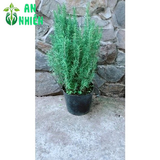 Hương Thảo Lớn