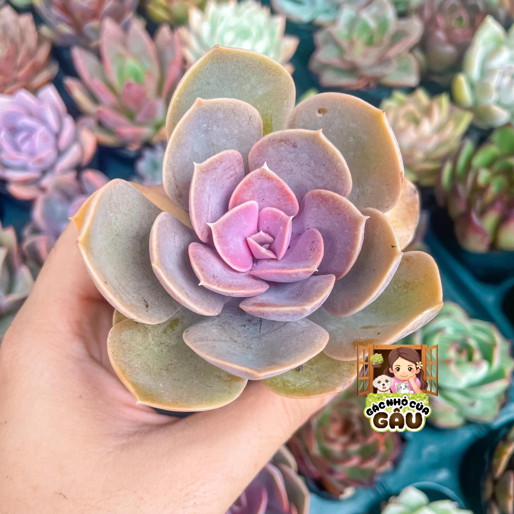 Sen đá Hồng dâu - Sen đá Hoa Hồng Dâu