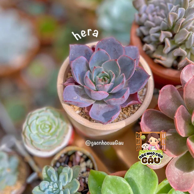 Sen đá Hera - Sen đá Hera