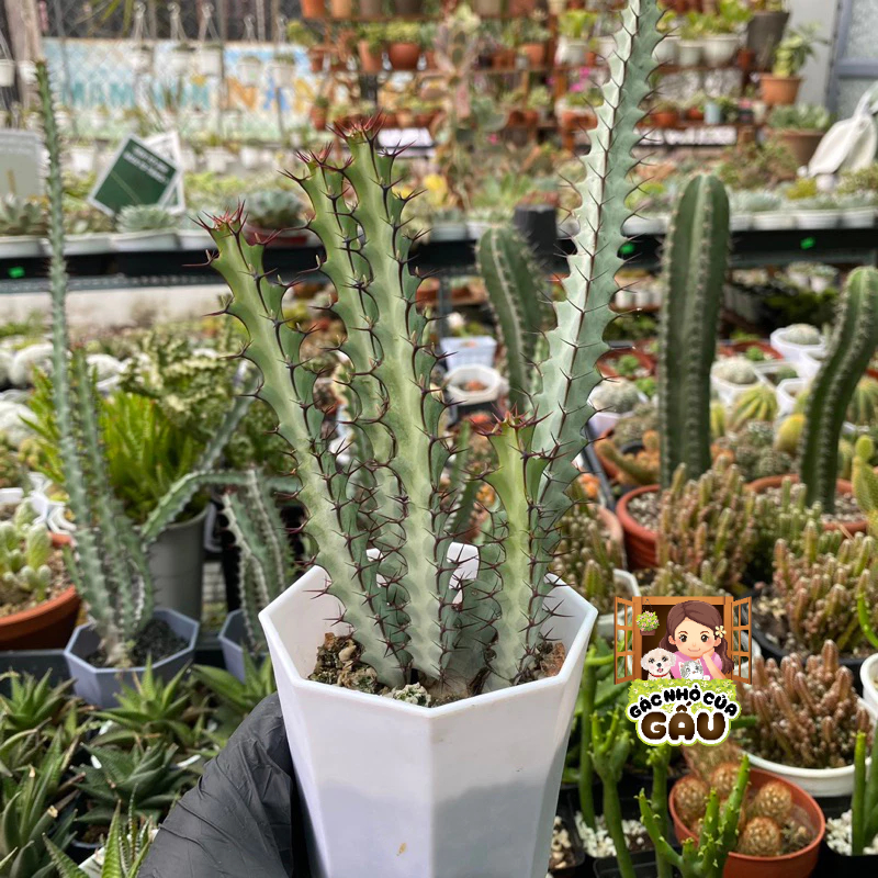 Xương rồng Euphorbia - Xương rồng Euphorbia