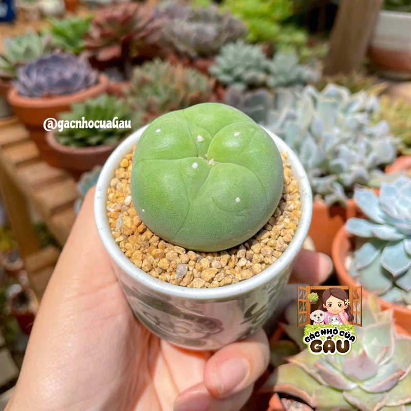 Xương rồng Lopho - Xương rồng Lopho