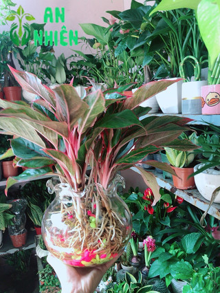 Chậu Phú Quý Thuỷ Sinh (cao 40cm, tán rộng 40cm)