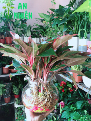 Chậu Phú Quý Thuỷ Sinh (cao 40cm, tán rộng 40cm)