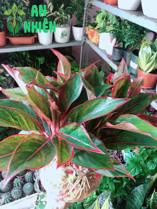 Chậu Phú Quý Thuỷ Sinh (cao 40cm, tán rộng 40cm)