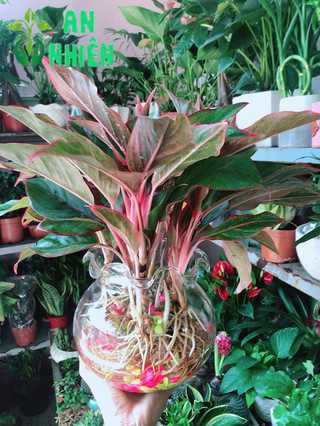 Chậu Phú Quý Thuỷ Sinh (cao 40cm, tán rộng 40cm)