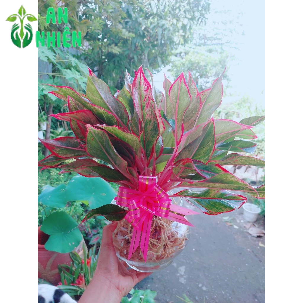 Chậu Phú Quý Thuỷ Sinh (cao 40cm, tán rộng 40cm)