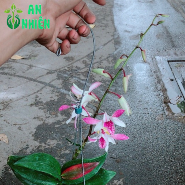 Lan Dendro Tím Nhạt