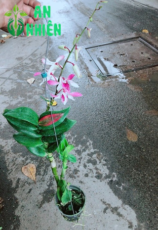 Lan Dendro Tím Nhạt