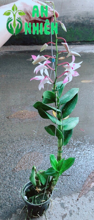 Lan Dendro Tím Nhạt