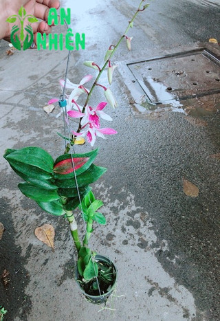 Lan Dendro Tím Nhạt