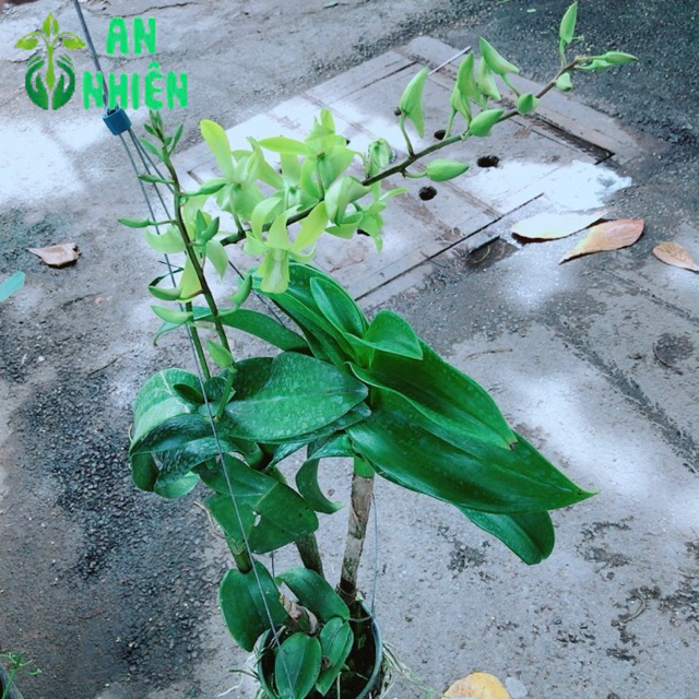 Lan Dendro Xanh