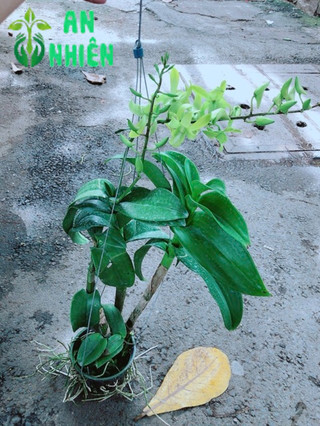 Lan Dendro Xanh