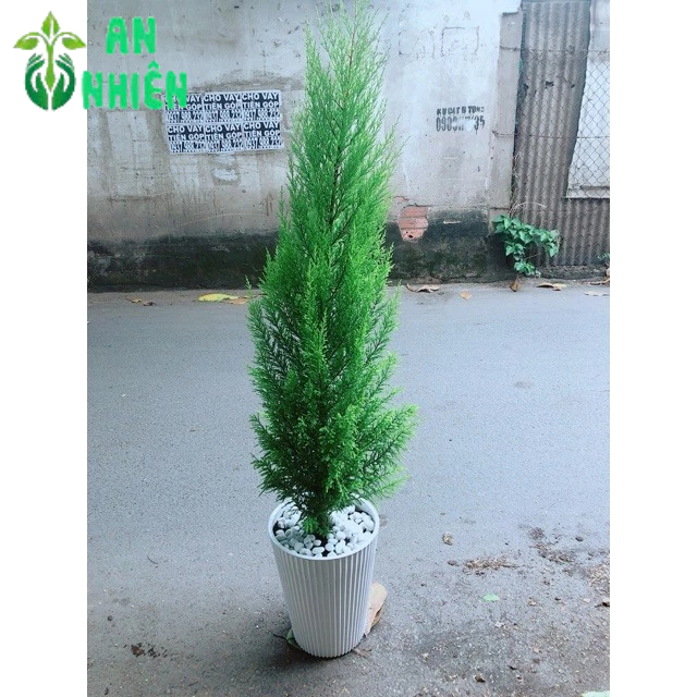 Chậu Cây Tùng Thơm 1m2(chậu nhựa)