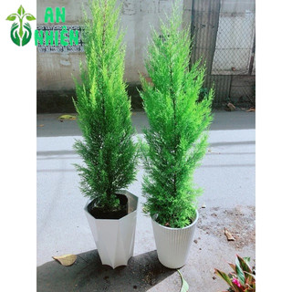 Chậu Cây Tùng Thơm 1m2(chậu nhựa)