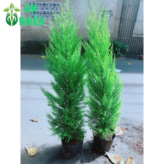 Chậu Cây Tùng Thơm 1m2(chậu nhựa)