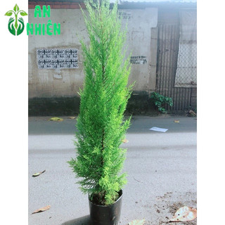Chậu Cây Tùng Thơm 1m2(chậu nhựa)