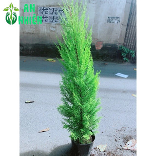 Chậu Cây Tùng Thơm 1m2(chậu nhựa)