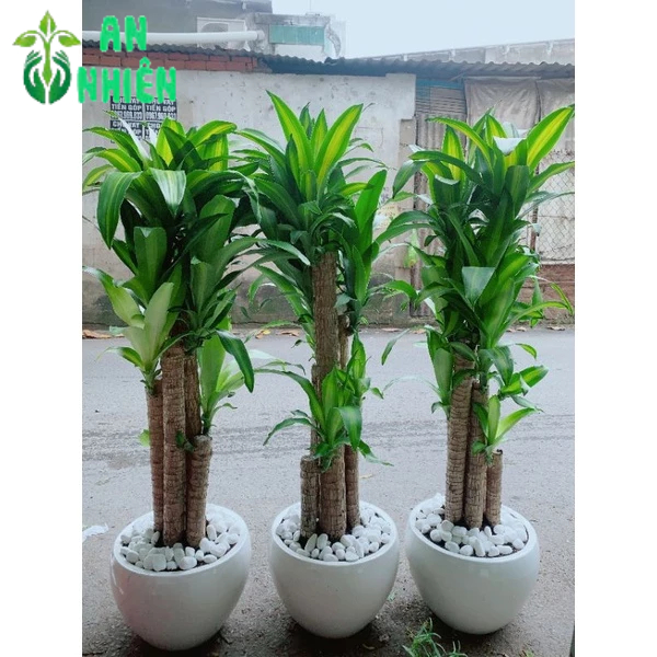 Chậu Cây Thiết Mộc Lan (1 chậu)