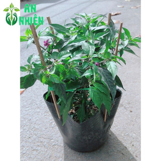 Bụi Ớt Tím