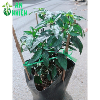 Bụi Ớt Tím