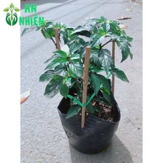 Bụi Ớt Tím