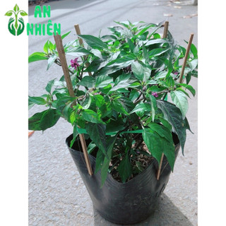 Bụi Ớt Tím