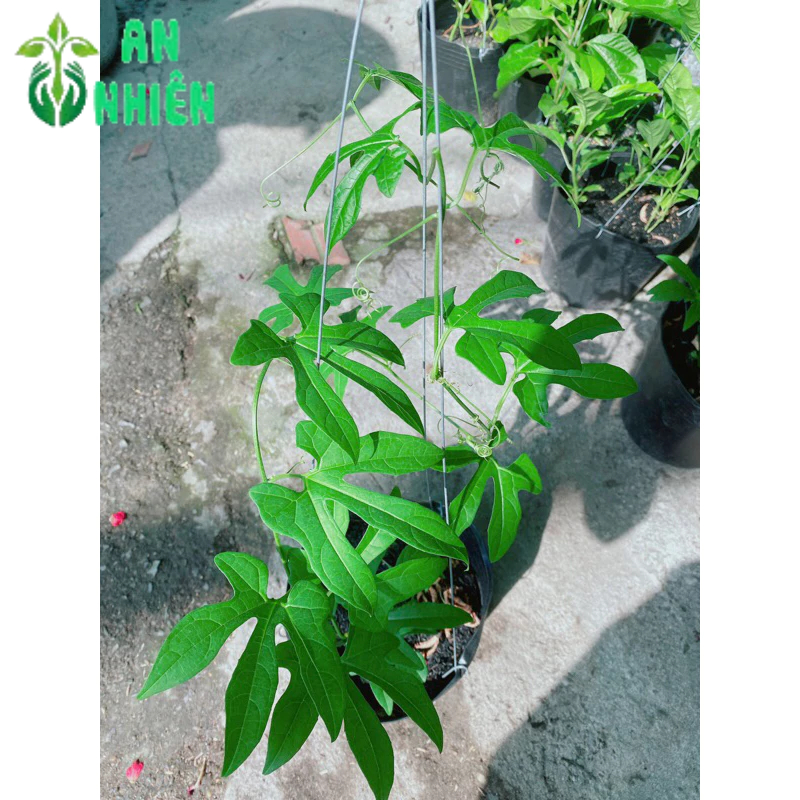 Cây Gấc Nấu Xôi