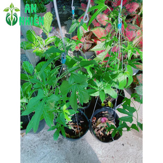 Cây Gấc Nấu Xôi