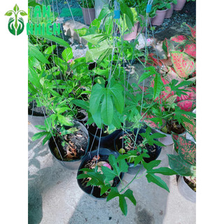 Cây Gấc Nấu Xôi