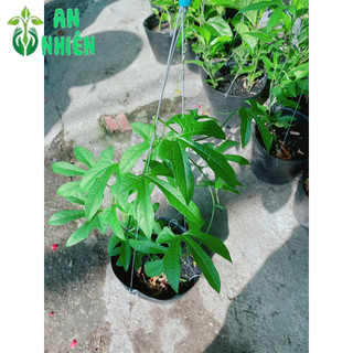 Cây Gấc Nấu Xôi