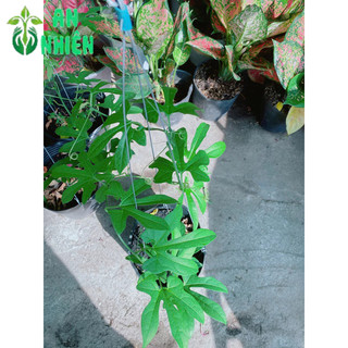 Cây Gấc Nấu Xôi