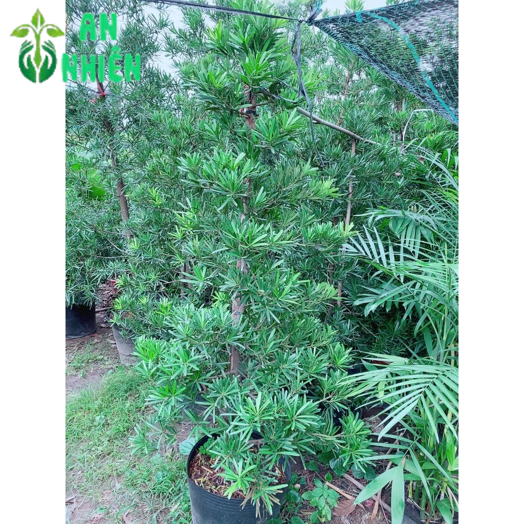 Tùng đài loan cao 1m8