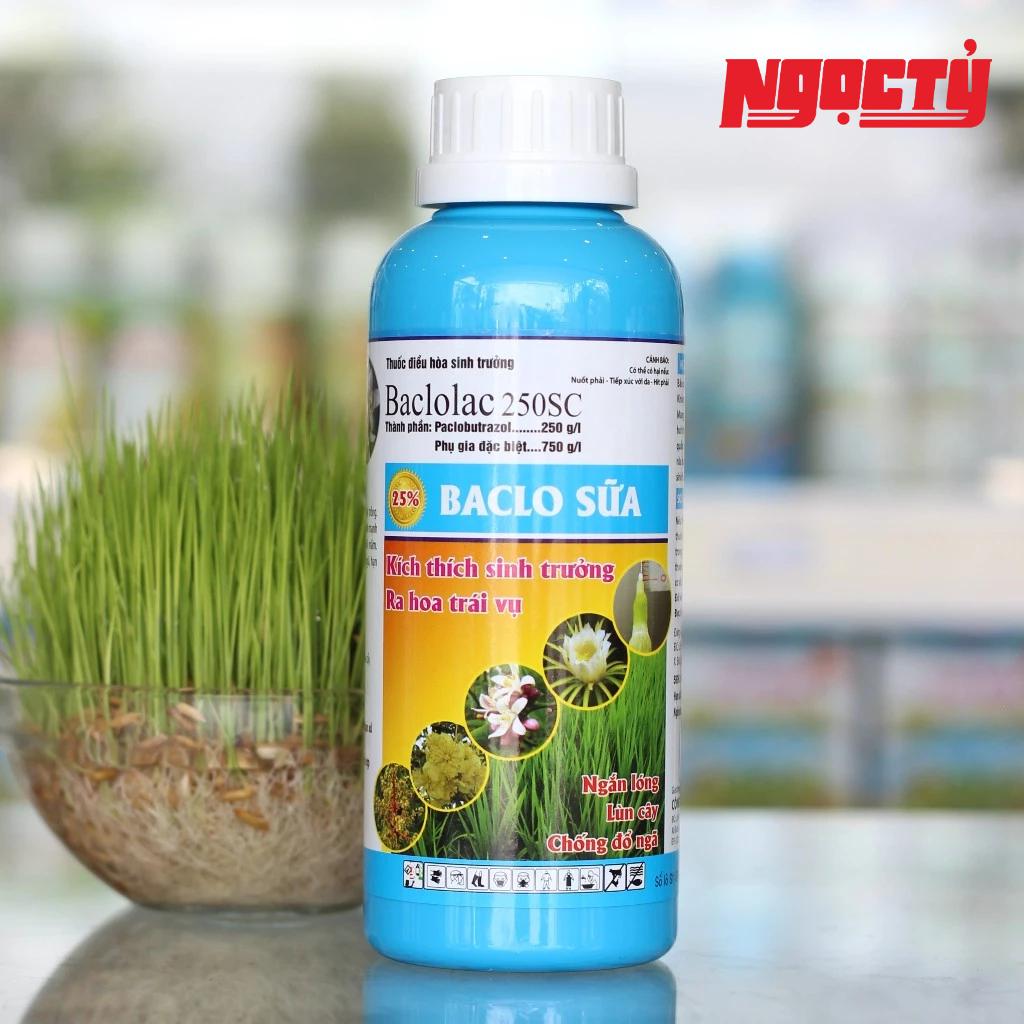 BACLO Sữa của GLOBAL FARM giúp ngắn lóng lùn cây, cứng cây đứng lá
