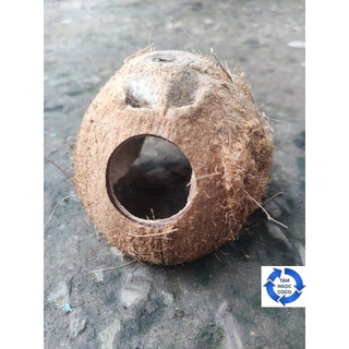 Hang cá bò sát bằng gáo dừa thô (mẫu 2 cửa)