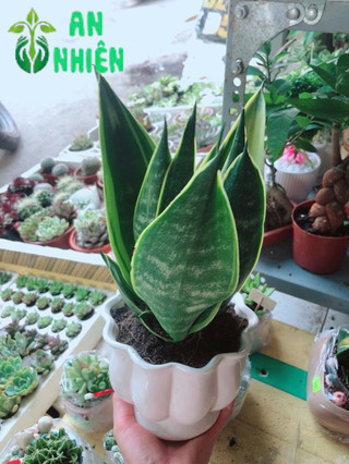 Chậu lưỡi hổ hoàng kim
