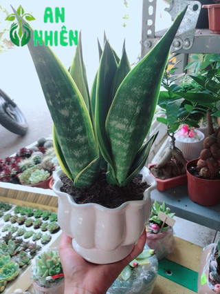 Chậu lưỡi hổ hoàng kim